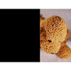 Black Out Privacy Window Film