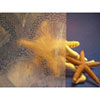 Clear Sea Shells Designer Decorative Window Film